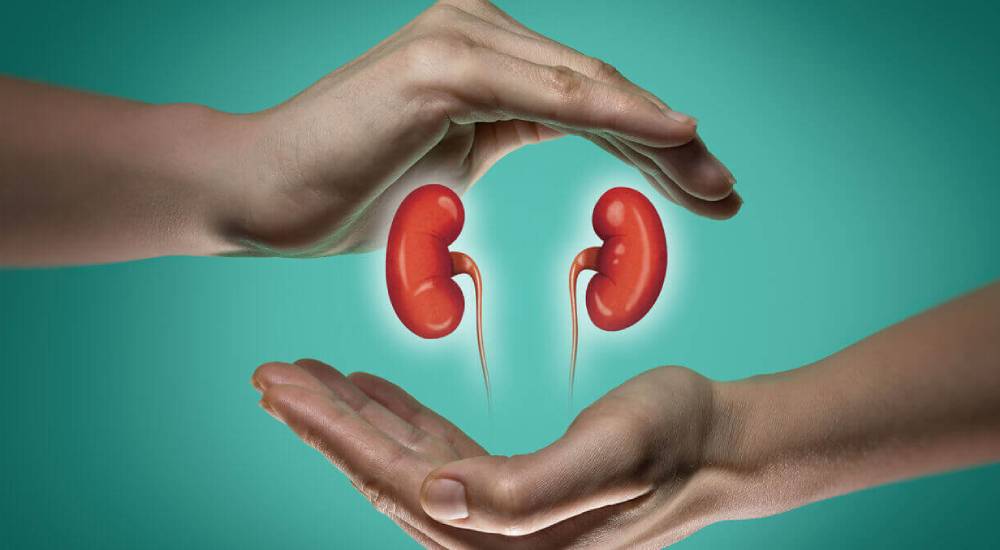 Kidney